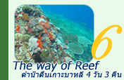 The way of Reef: ดำน้ำตื้น เกาะบาหลี