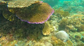 The way of Reef: ดำน้ำตื้นเกาะบาหลี