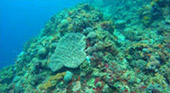 The way of Reef: ดำน้ำตื้นเกาะบาหลี